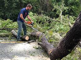 Best Emergency Tree Removal  in South Jacksonvle, IL