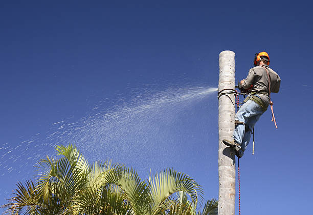 Best Arborist Consultation Services  in South Jacksonvle, IL