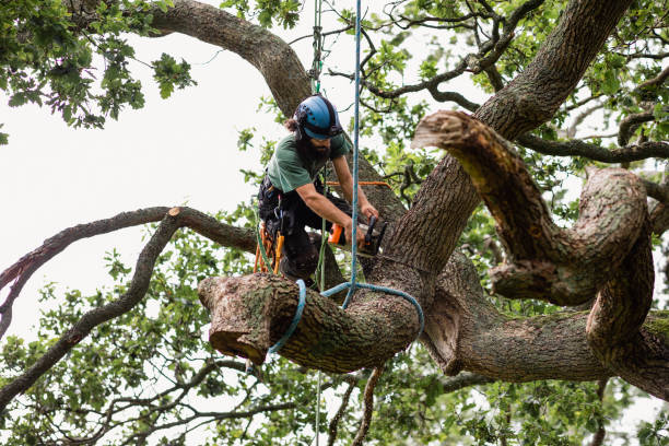 Trusted South Jacksonville, IL Tree Services Experts