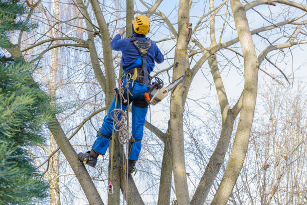  South Jacksonvle, IL Tree Services Pros