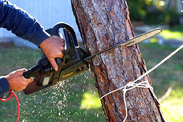 Best Palm Tree Trimming  in South Jacksonvle, IL